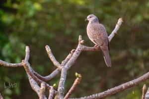 Palakkad, Kerala, India