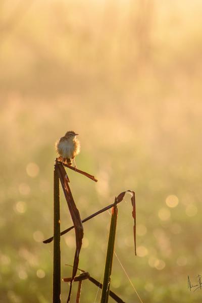 Basking in the First Light