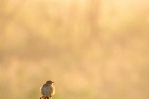 Zitting Cisticola
