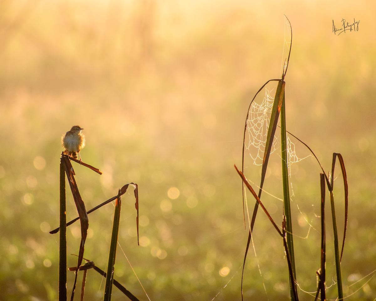 Basking in the First Light