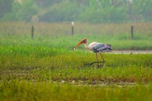 Painted Stork