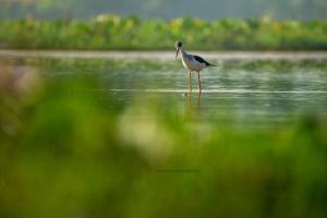 Black-Winged Stilt
