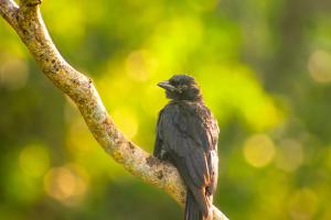 Black Drongo