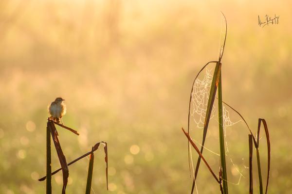 Basking in the First Light