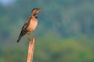 Rosy Starling